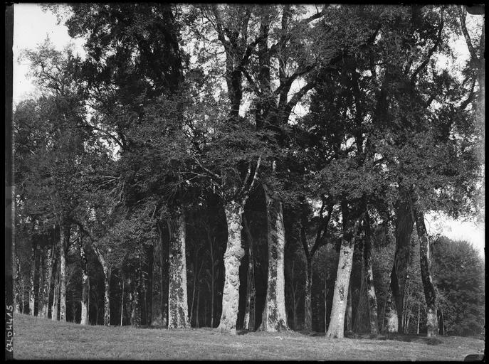 Parc : bosquet d'arbres