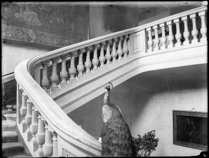 Intérieur : escalier à balustres, paon empaillé