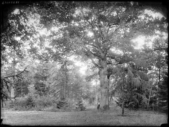 Sous-bois, une femme sous un arbre