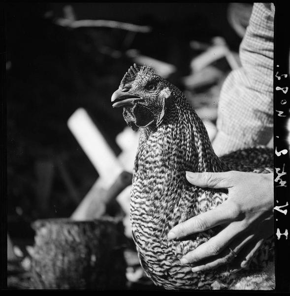 Poule