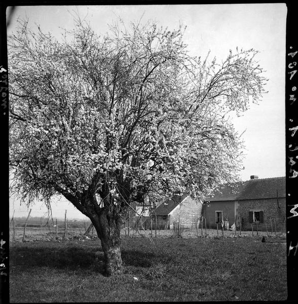 Epine en fleurs