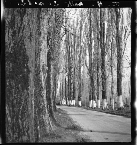 Route bordée d'arbres