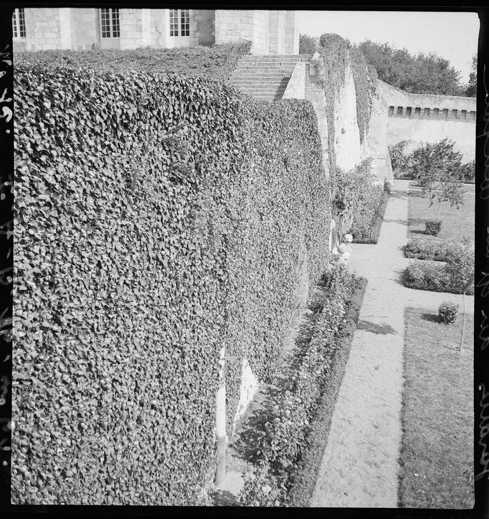 Le mur de lierre du jardin