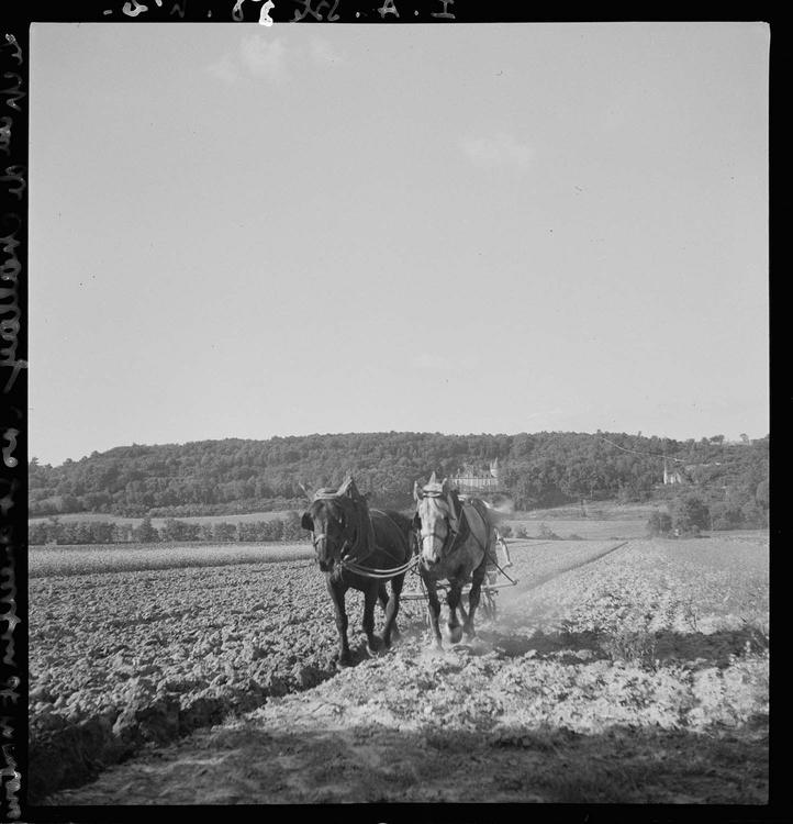 Chevaux de trait