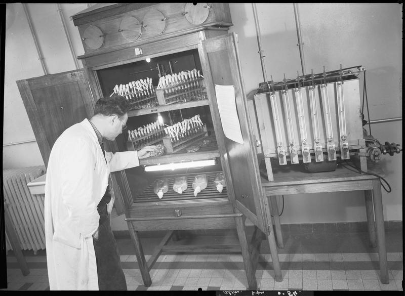 L'usine : l'extraction de la vitamine A