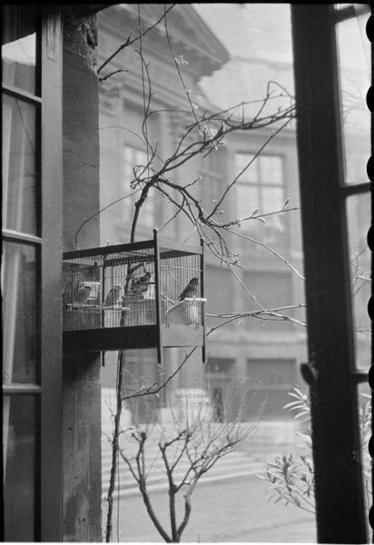 L'Académie française [Une cage à oiseaux accrochée à une fenêtre]