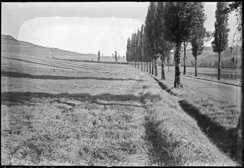 [Route plantée de platanes]