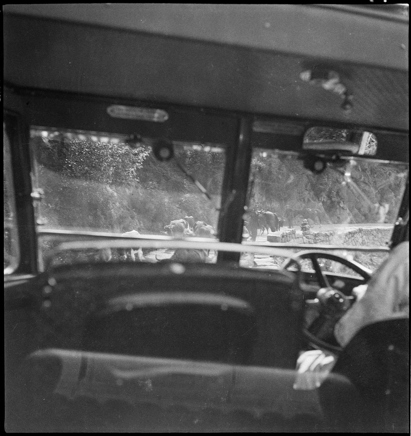 [Automobiles bloquées par des vaches]