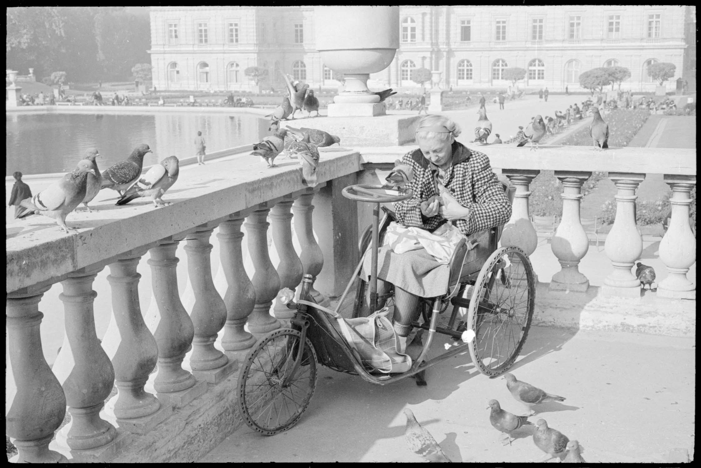 Vieille femme nourrissant des pigeons dans le jardin du Luxembourg