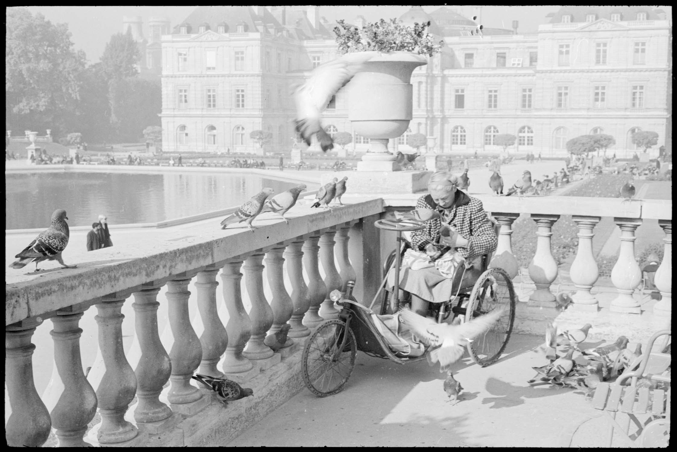 Vieille femme nourrissant des pigeons dans le jardin du Luxembourg