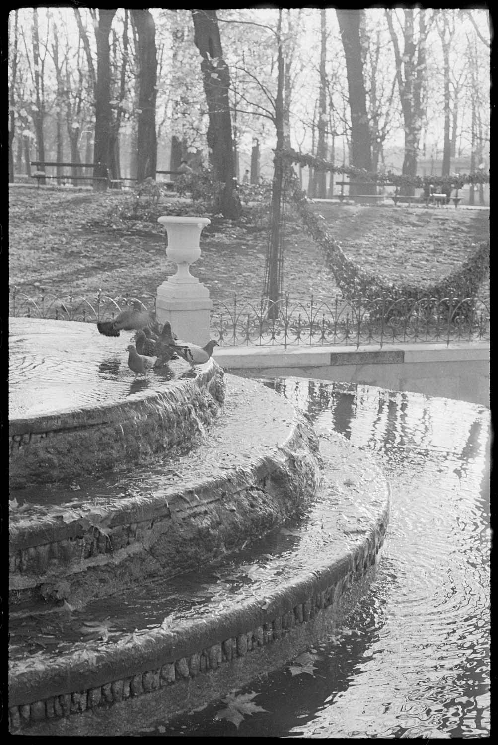 Pigeons dans la fontaine Médicis