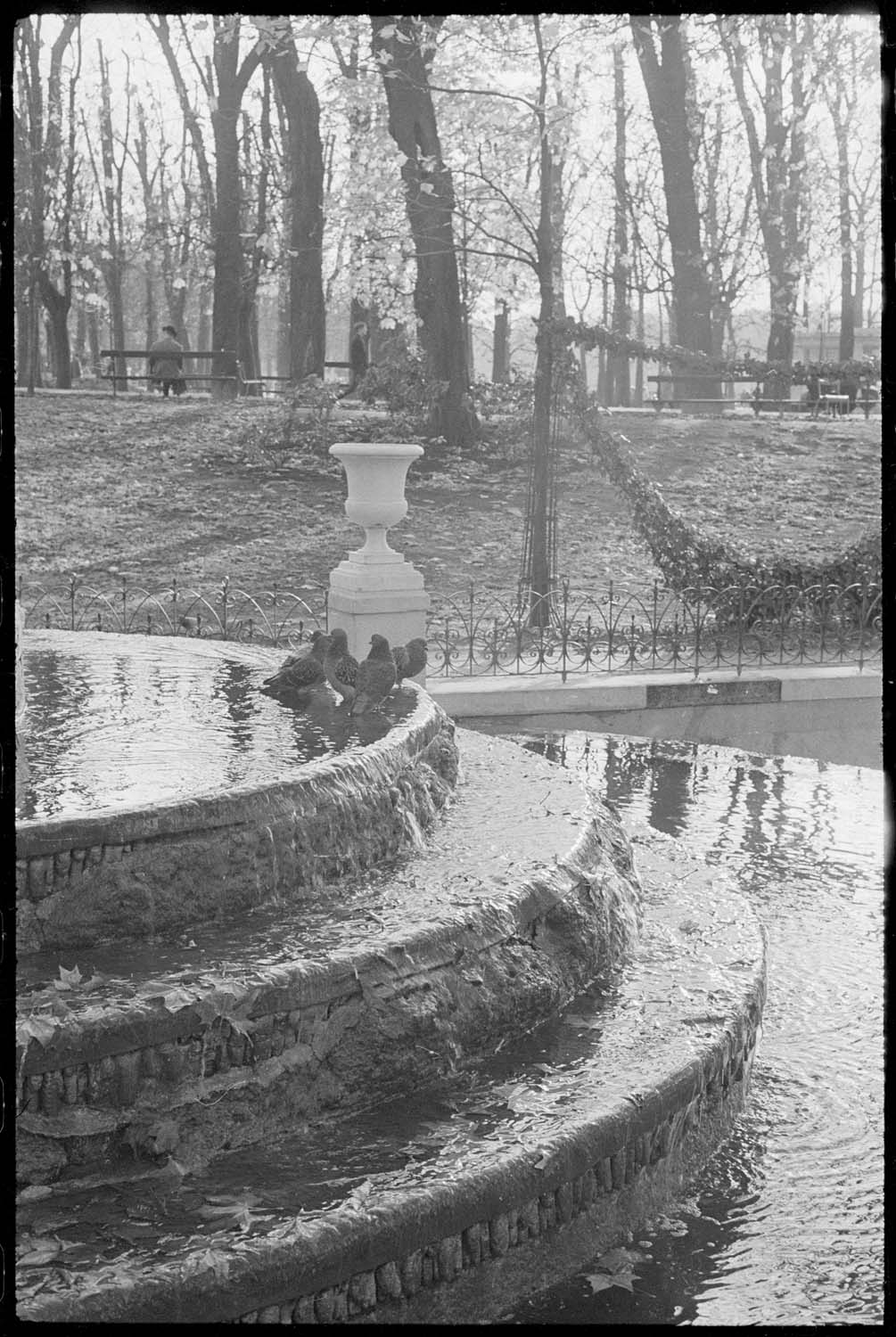 Pigeons dans la fontaine Médicis