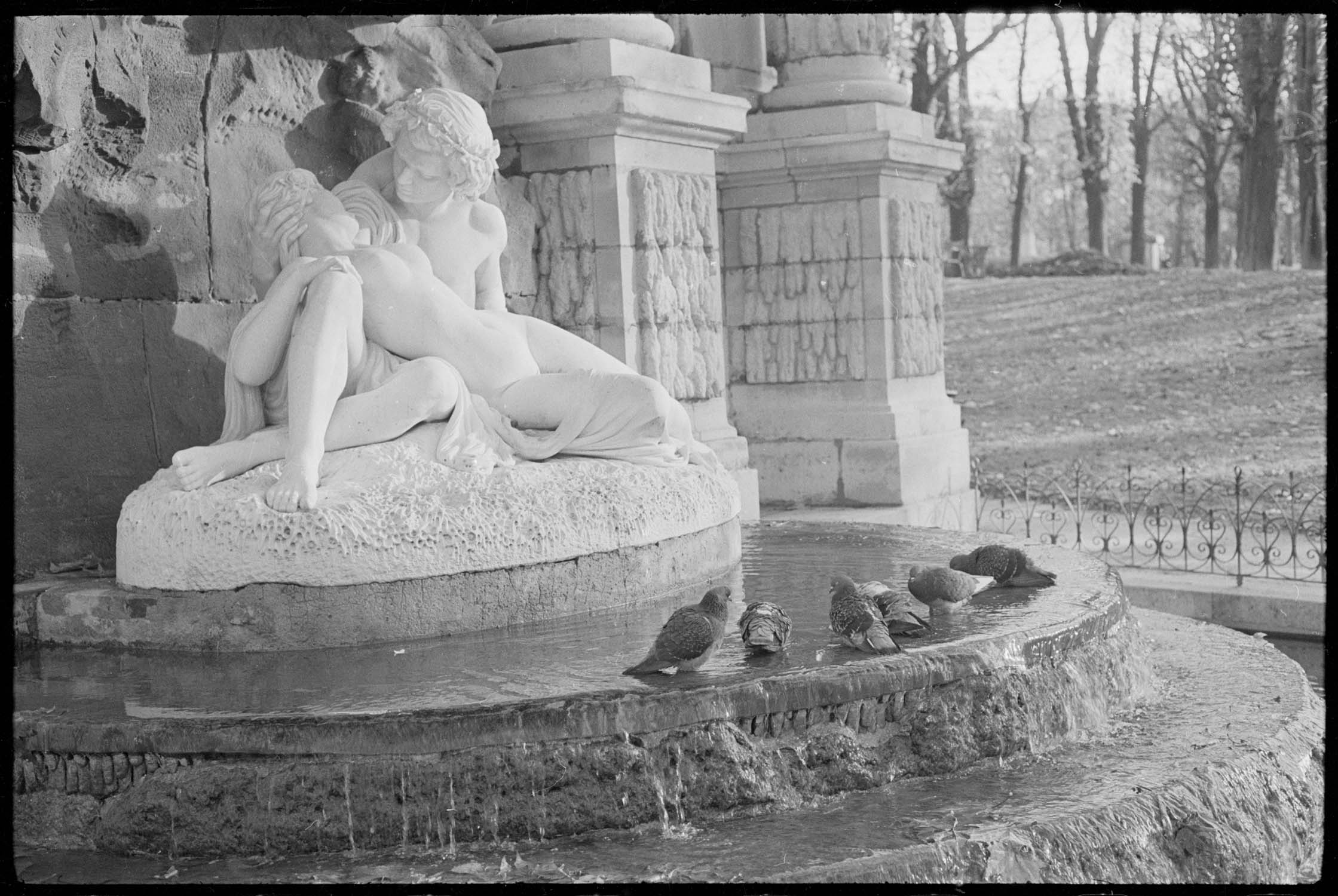 Pigeons dans la fontaine Médicis