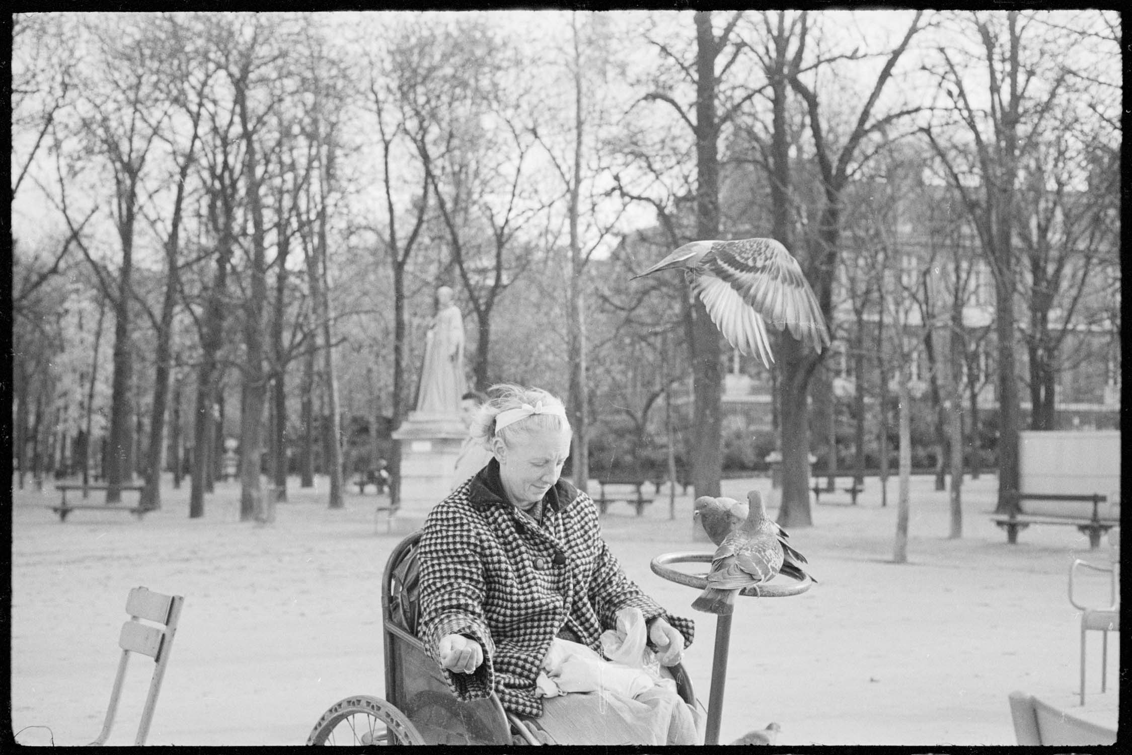 Femme dans un fauteuil roulant nourrissant des pigeons