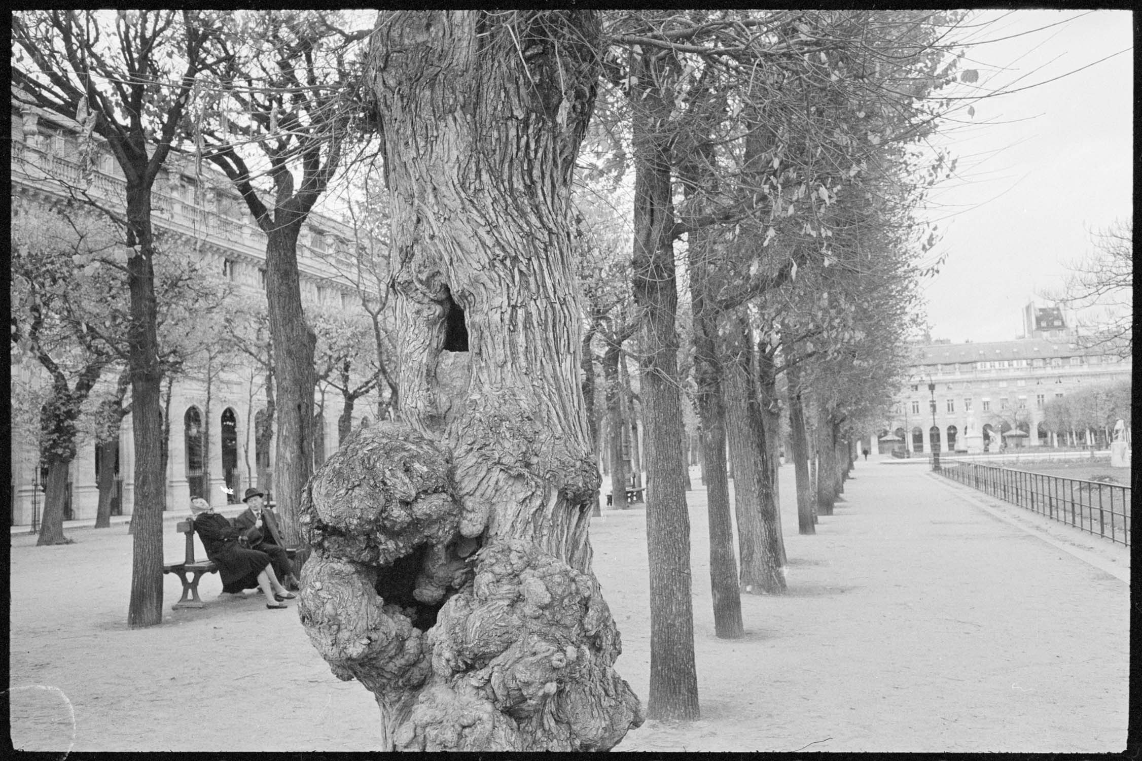 Une allée des jardins du Palais-Royal