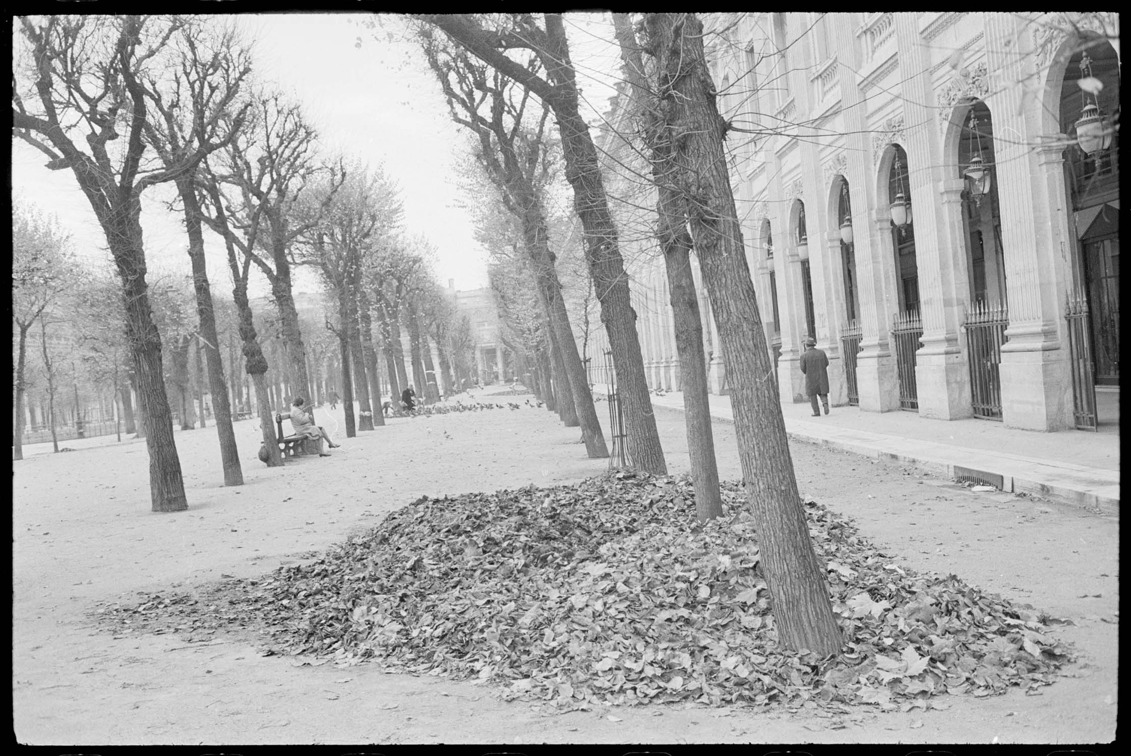 Tas de feuilles mortes dans les jardins du Palais-Royal