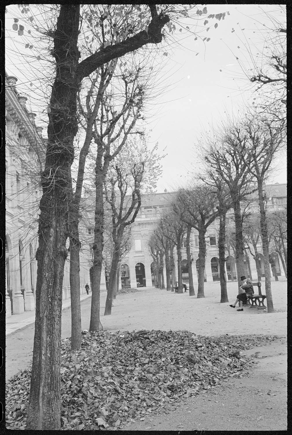 Tas de feuilles mortes dans les jardins du Palais-Royal