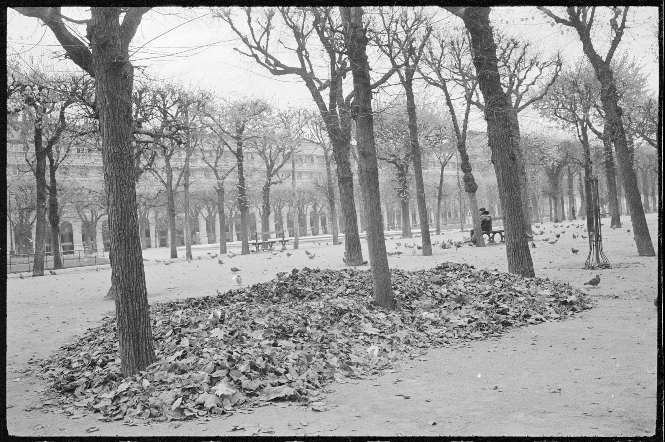 Tas de feuilles mortes dans les jardins du Palais-Royal