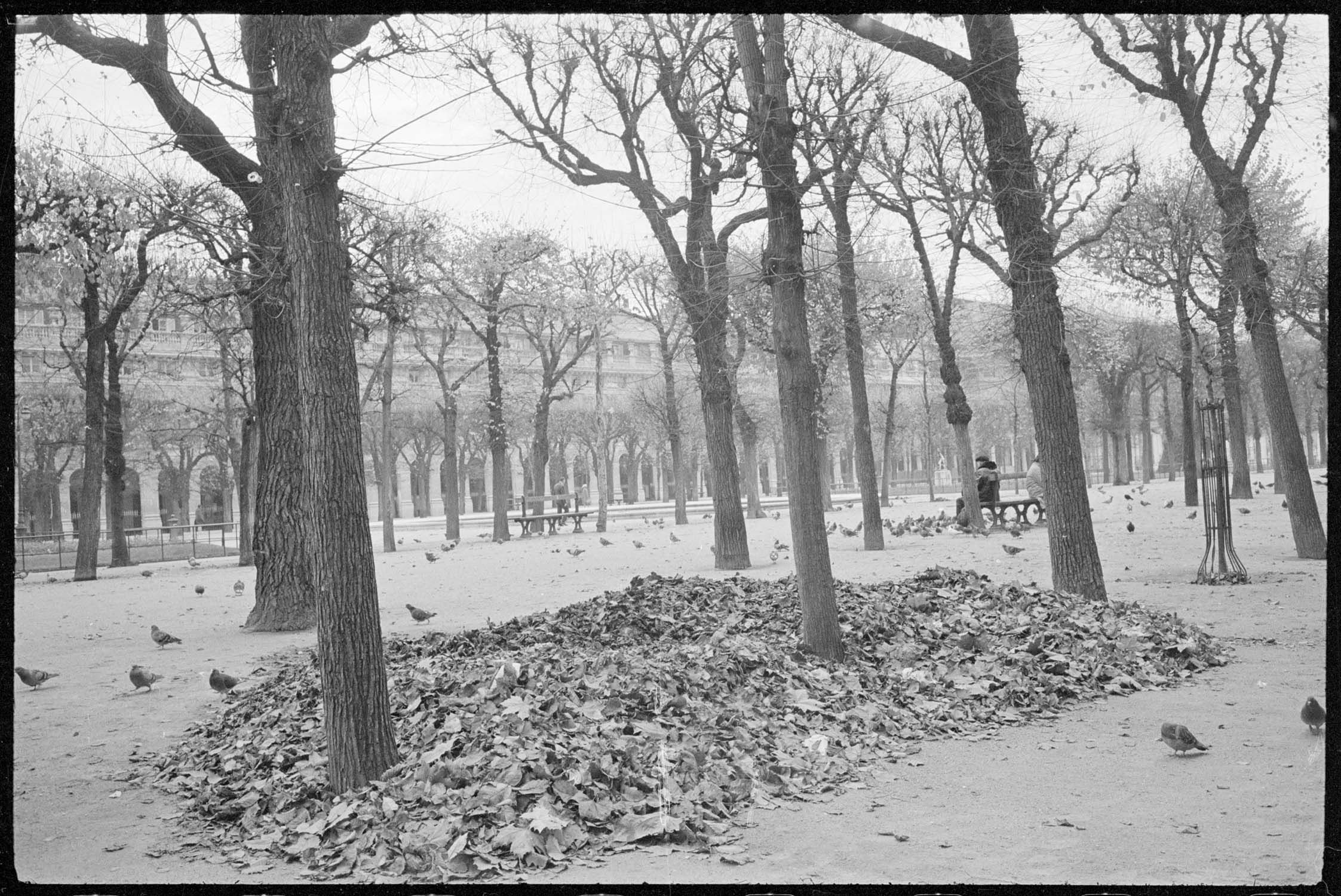 Tas de feuilles mortes dans les jardins du Palais-Royal