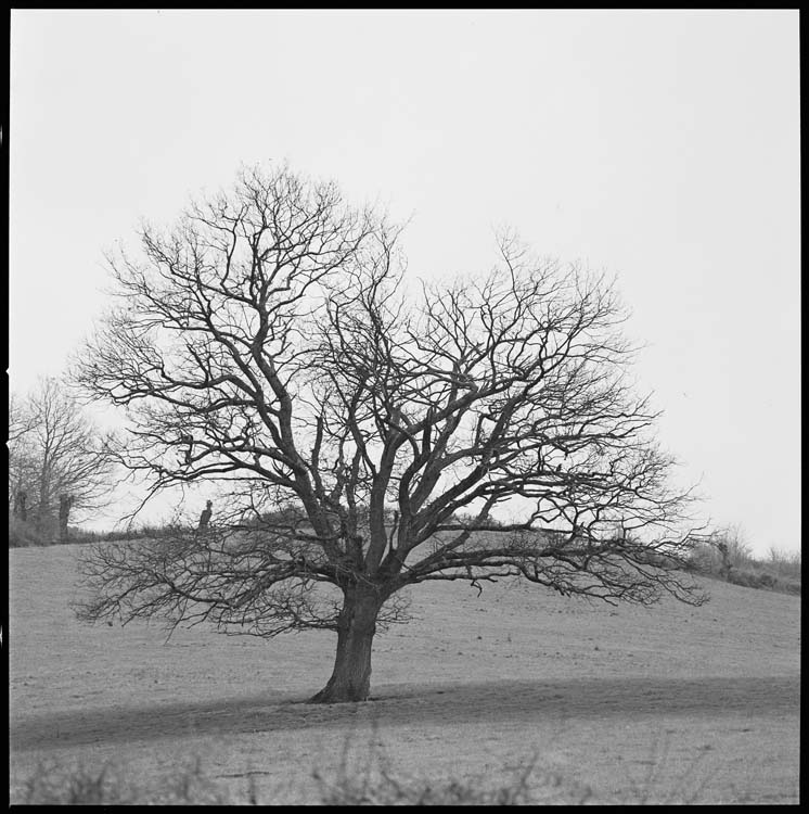 Paysage champêtre à l'arbre