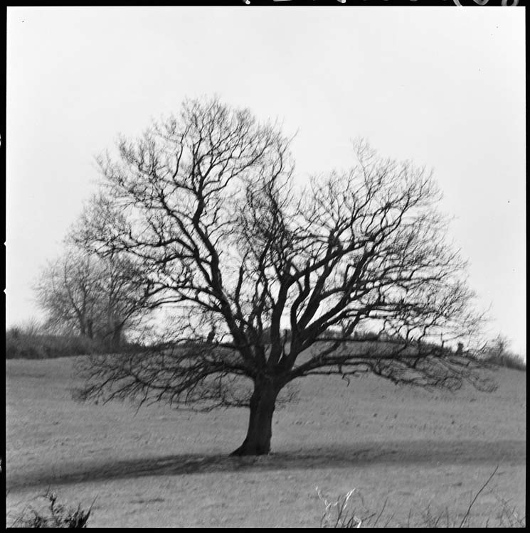 Paysage champêtre à l'arbre