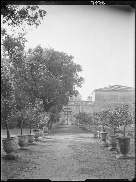 Allée d'orangers