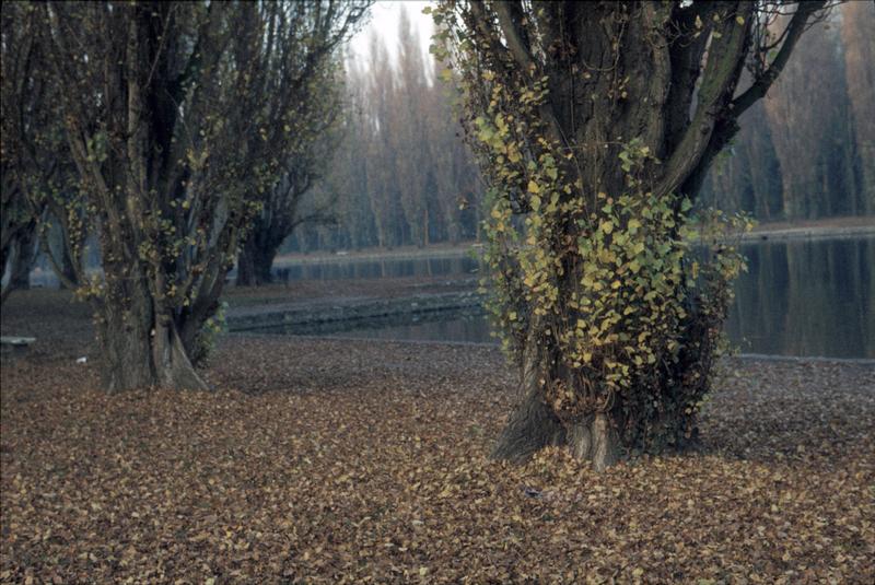 Parc : arbres en bordure du grand canal