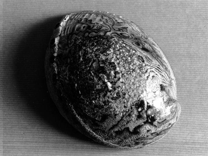 matière première : coquille bivalve d'haliotide en nacre noire - © Ministère de la Culture (France), Médiathèque du patrimoine et de la photographie (objets mobiliers), tous droits réservés