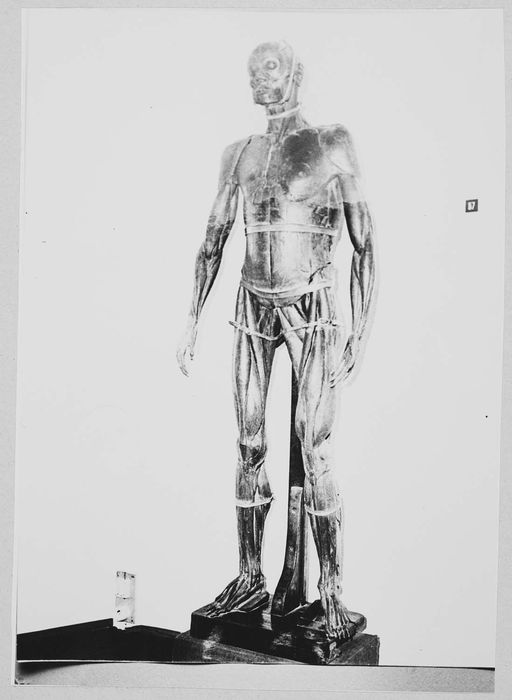 Objet de représentation d'un organisme vivant (mannequin d'anatomie)