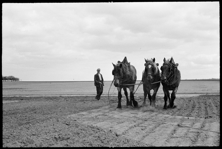 Paysan et chevaux de trait dans un champ