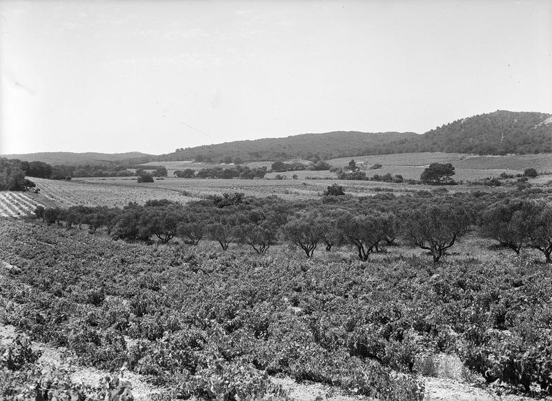 Vignes