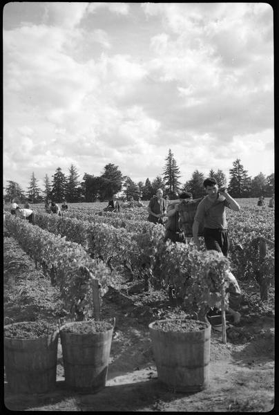 Vendanges, porteurs de bacholle dans le domaine du Clos du Cheval-Blanc