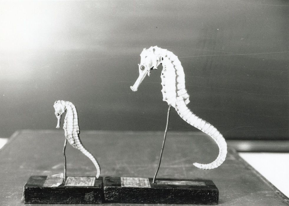 Animaux naturalisés (2) (hippocampes)
