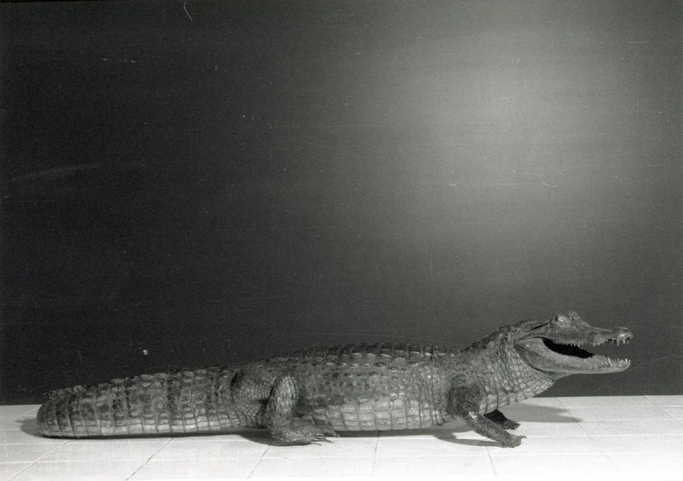 Animaux naturalisés (3) (crocodiles)