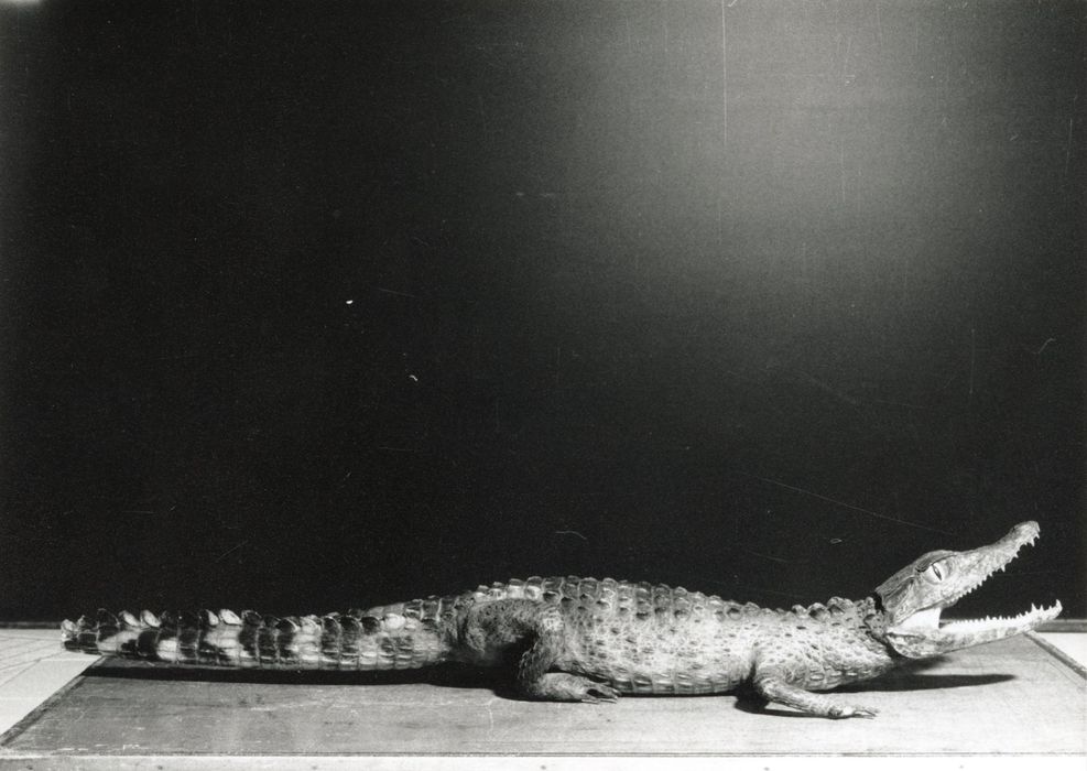 animal naturalisé (crocodile n°2)