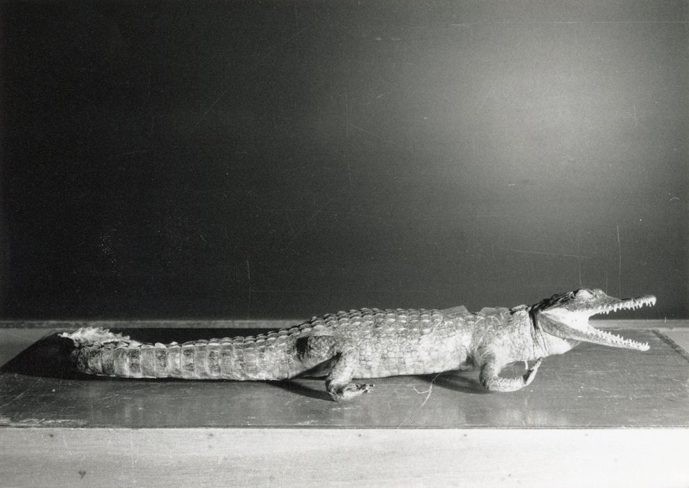 animal naturalisé (crocodile n°3)