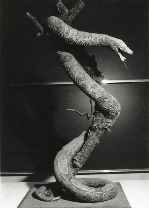 Animal naturalisé (reptile)