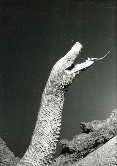 animal naturalisé (reptile), détail