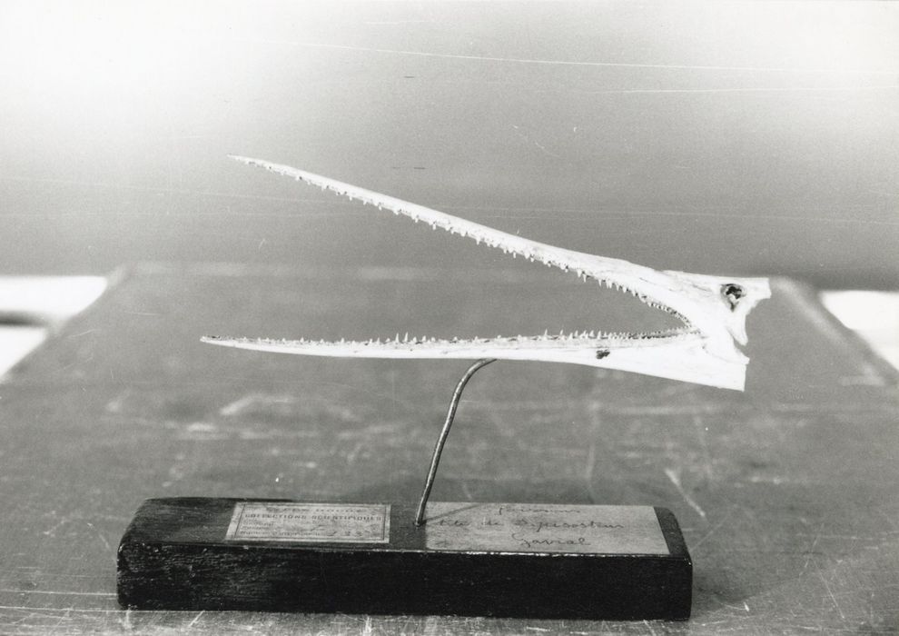 Naturalia (tête de lepisosteus gavial)