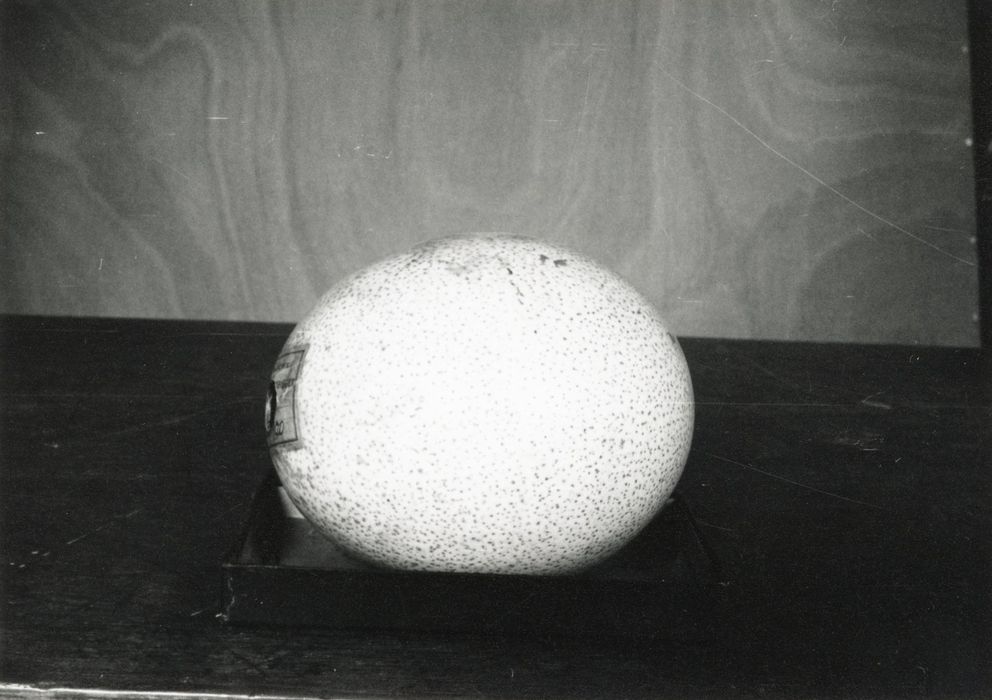 objets de collection (œuf d'autruche n°2)