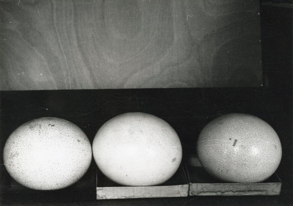 objets de collection (3) (oeufs d'autruche)