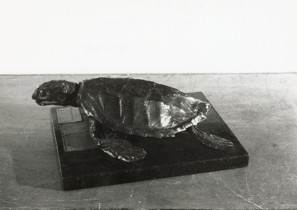 animal naturalisé (tortue)