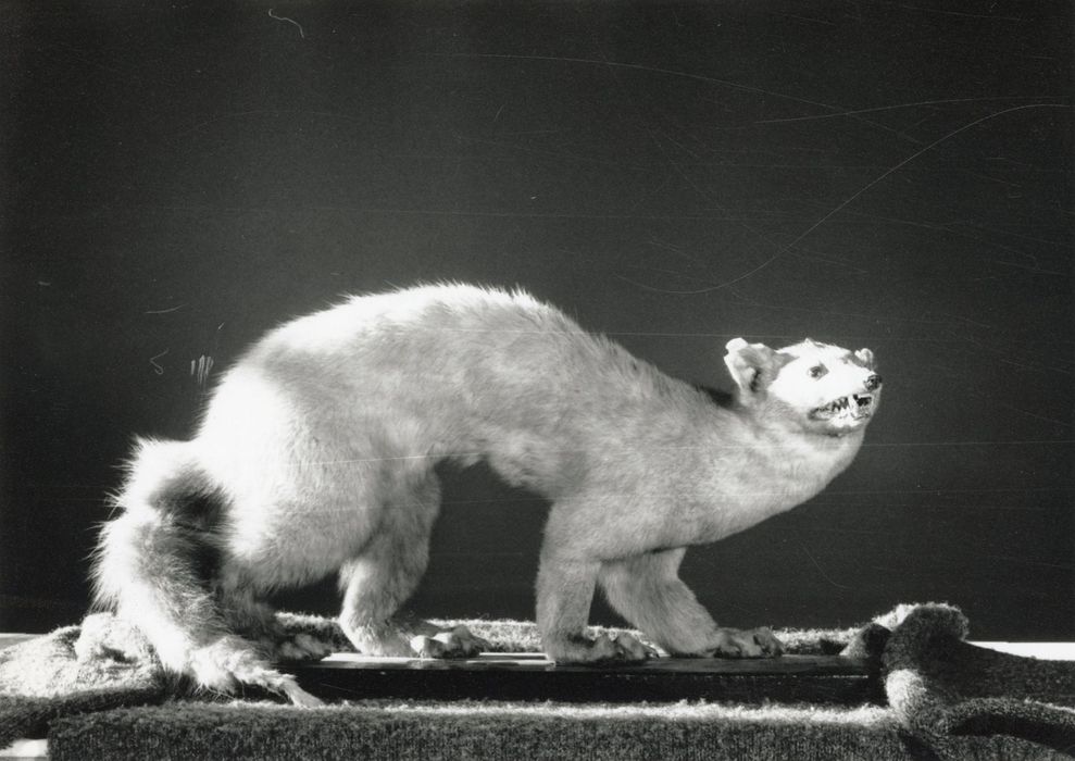 Animal naturalisé (martre)