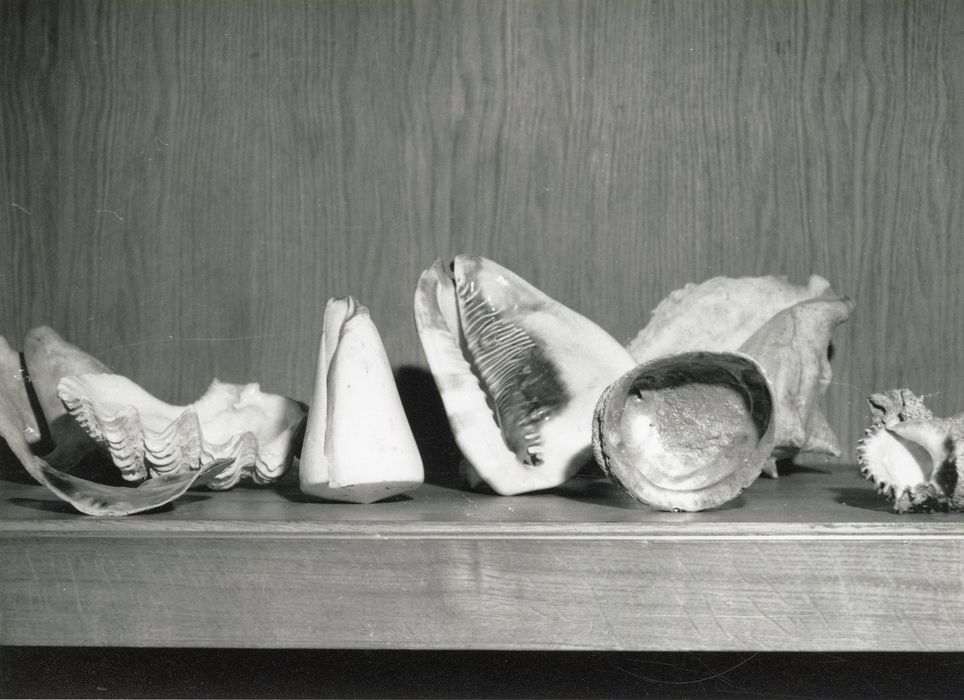 Objets de collection (coquillages)