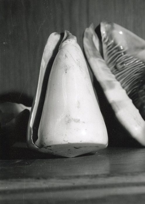 objets de collection (coquillage)