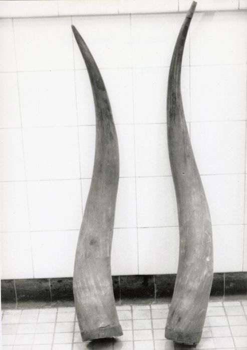 Naturalia (4, deux paires de cornes de boeuf d'Irlande)