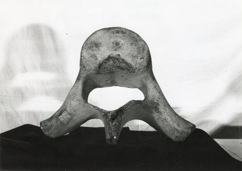 Objet de collection (vertèbre de baleine)