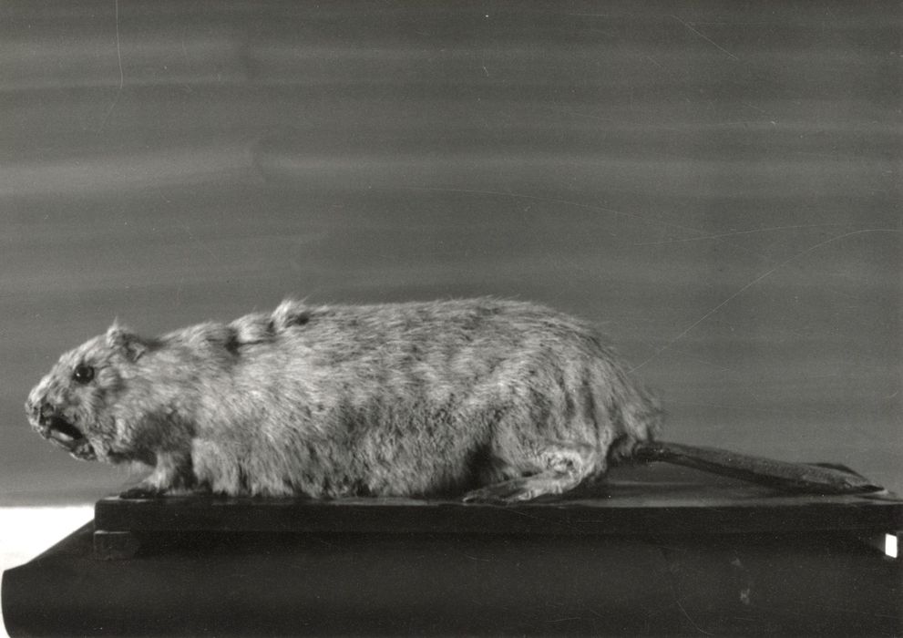 Animal naturalisé (castor)