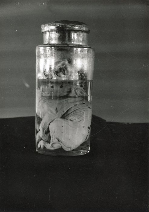Naturalia (foetus de porc)