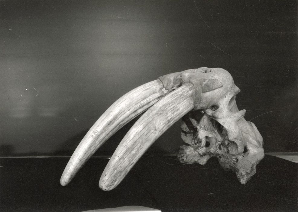 Objet de collection (tête de morse)